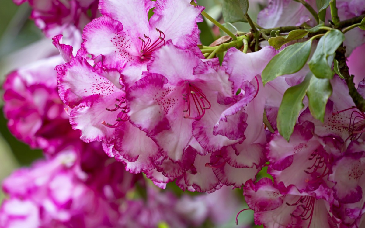 殷红似火的杜鹃花图片壁纸828