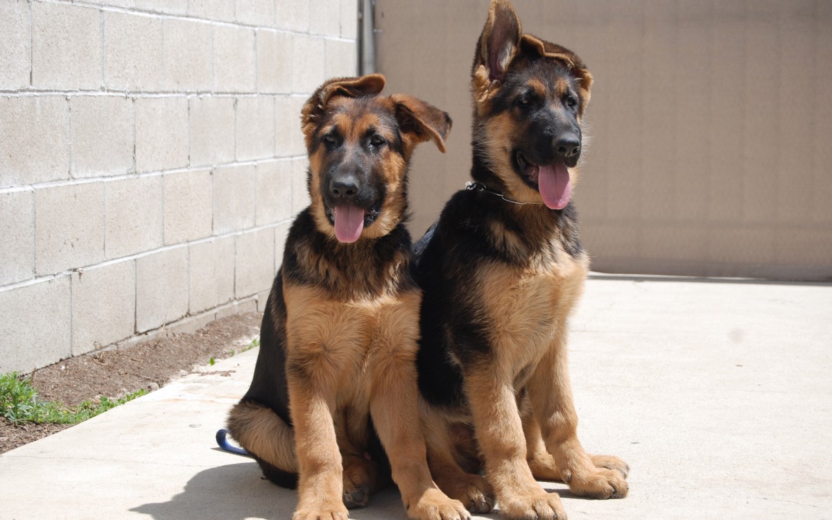 德国黑背犬图片壁纸(3/12)