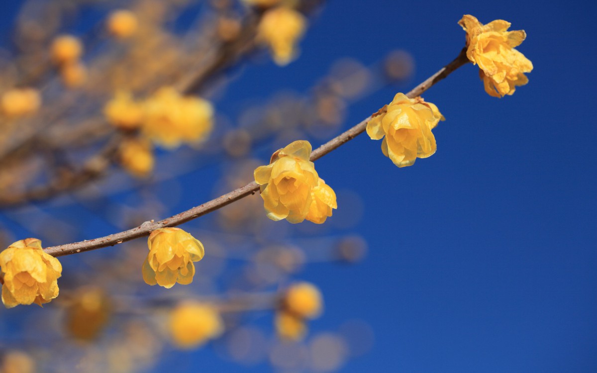 腊梅花图片桌面壁纸124