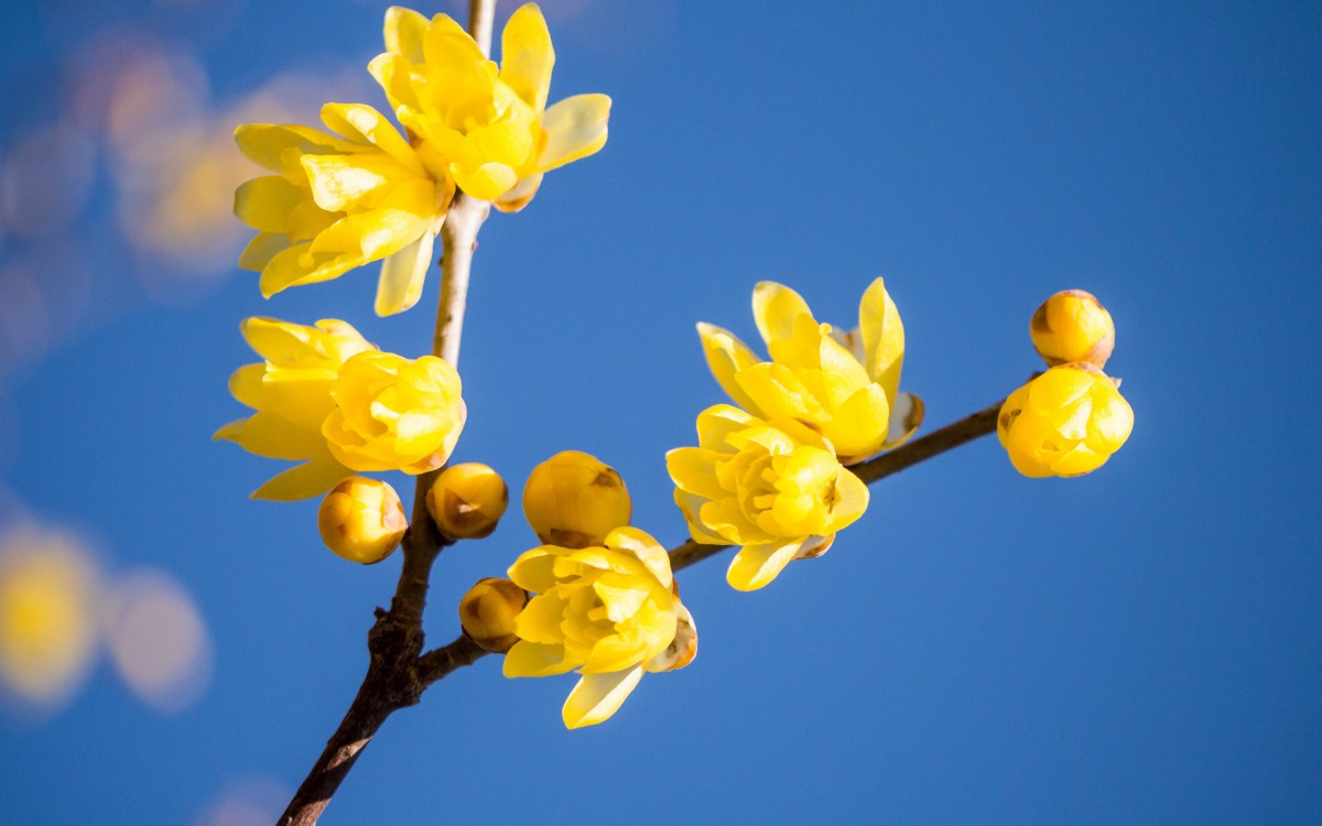 腊梅花图片桌面壁纸-花卉壁纸-高清花卉图片-第12图-娟娟壁纸