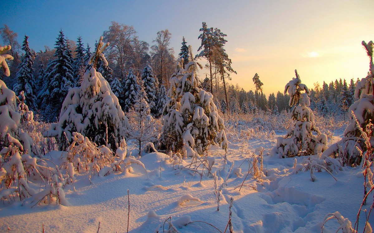 美丽而壮观森林雪景壁纸-风景壁纸-高清风景图片-第11图-娟娟壁纸