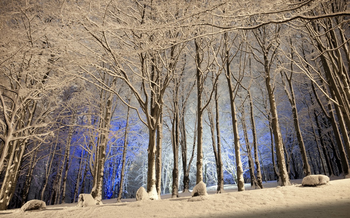 美麗而壯觀森林雪景壁紙1016