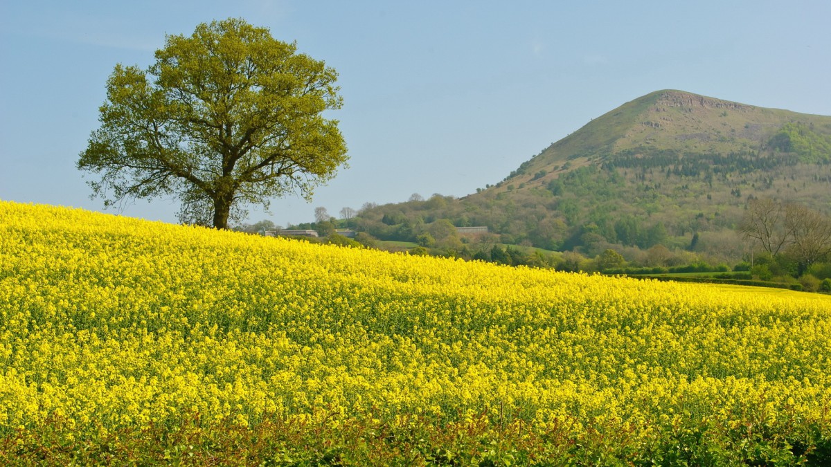 油菜花花海宽屏桌面壁纸-花卉壁纸-高清花卉图片-第16图-娟娟壁纸