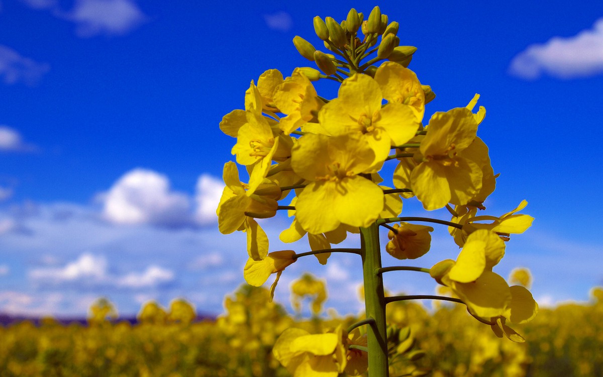 油菜花花海宽屏桌面壁纸724