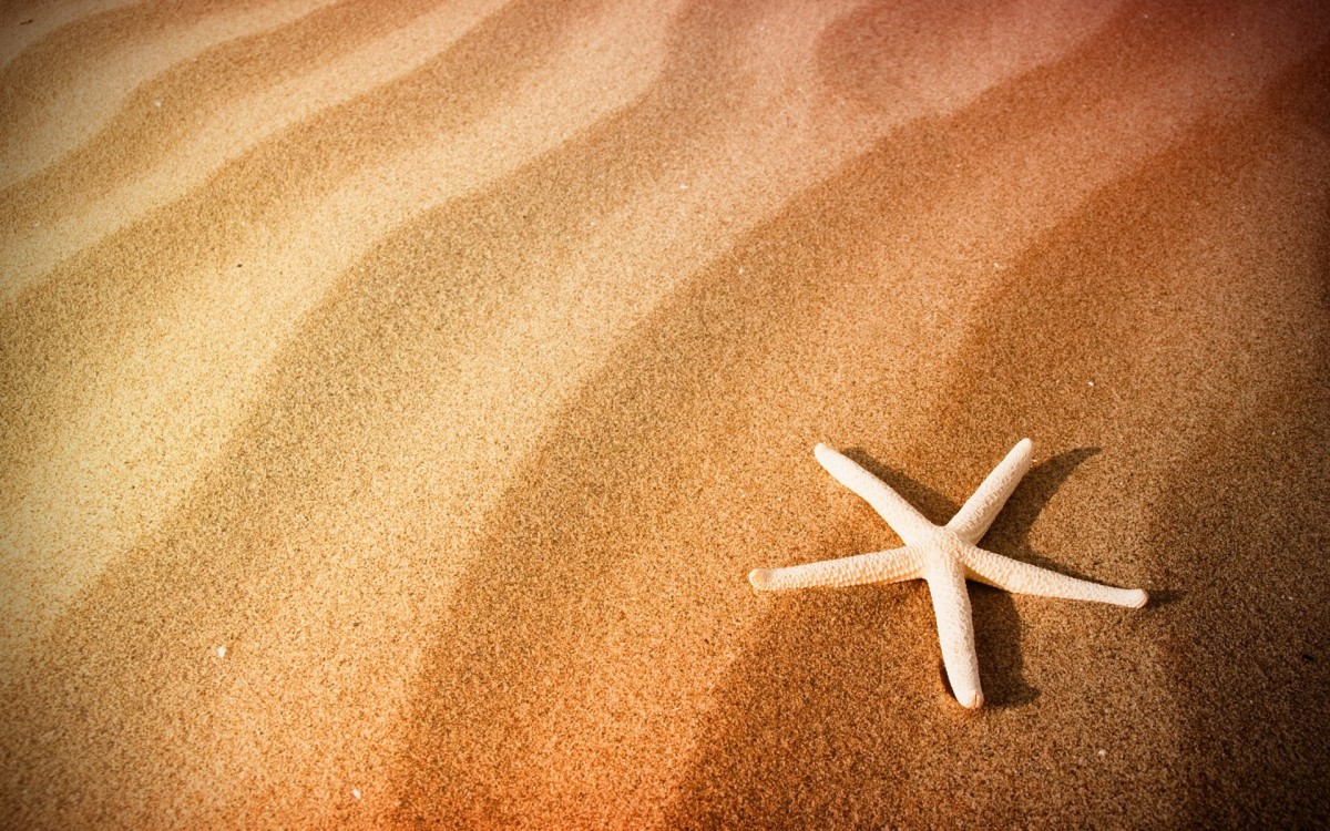 沙滩上的海星图片风景壁纸1624