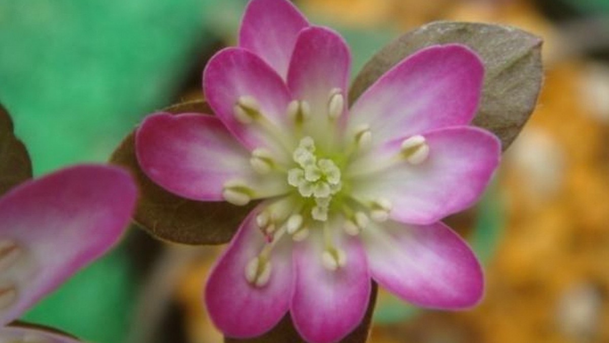 雪割草花语 耐力 花卉壁纸 花卉壁纸 高清花卉图片 第17图 娟娟壁纸