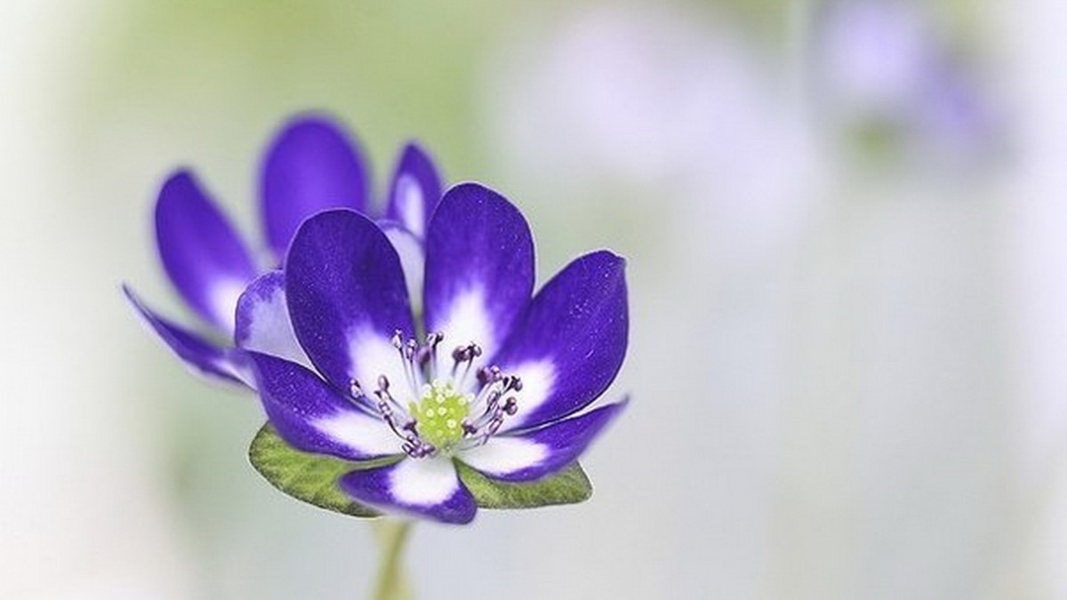 雪割草花语 耐力 花卉壁纸 花卉壁纸 高清花卉图片 第18图 娟娟壁纸
