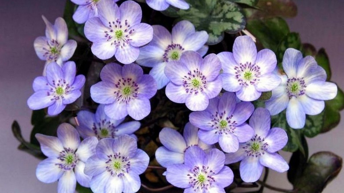 雪割草花语 耐力 花卉壁纸 花卉壁纸 高清花卉图片 第19图 娟娟壁纸