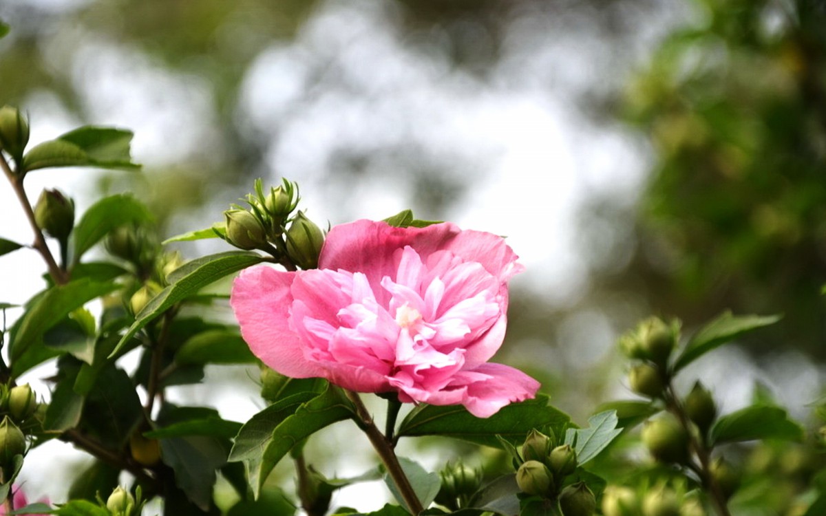 花卉 鲜花特写 