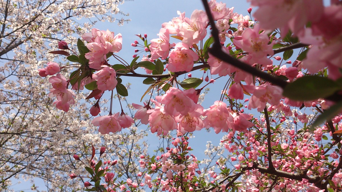 浪漫樱花图片桌面壁纸(20/20)