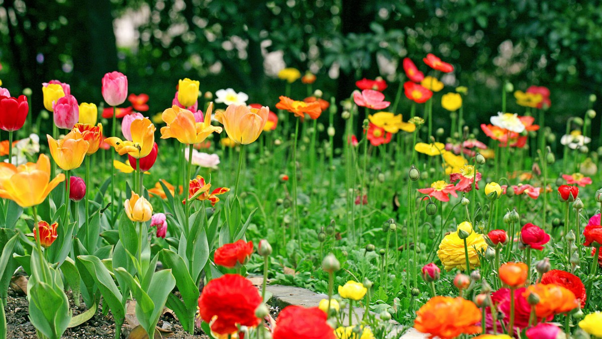 花的海洋桌面壁纸224