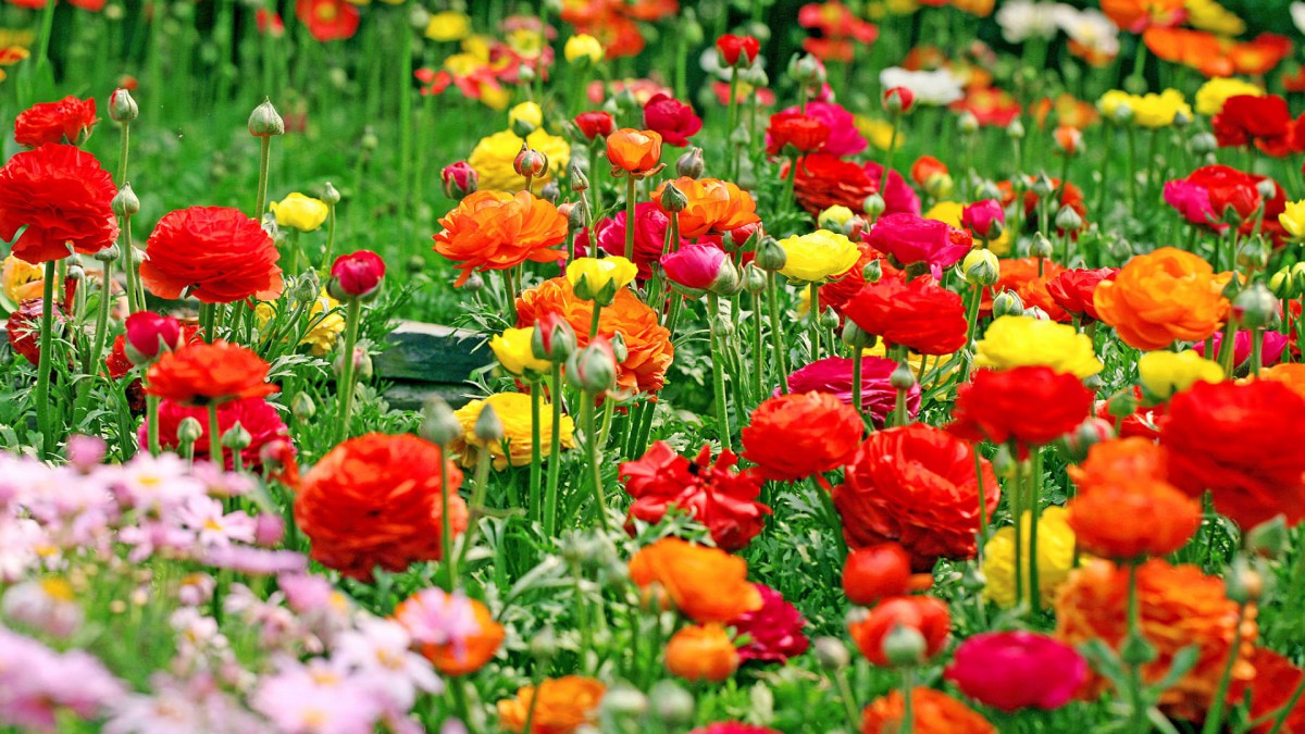 花的海洋桌面壁纸2024