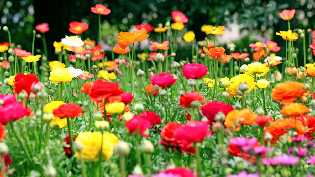 花的海洋桌面壁纸424