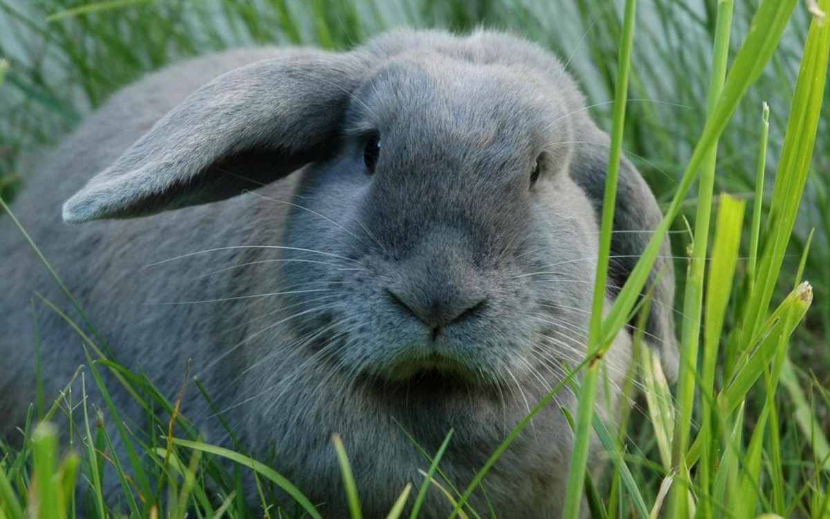 可愛的小兔子圖片桌面壁紙-動物壁紙-高清動物圖片-第18圖-娟娟壁紙