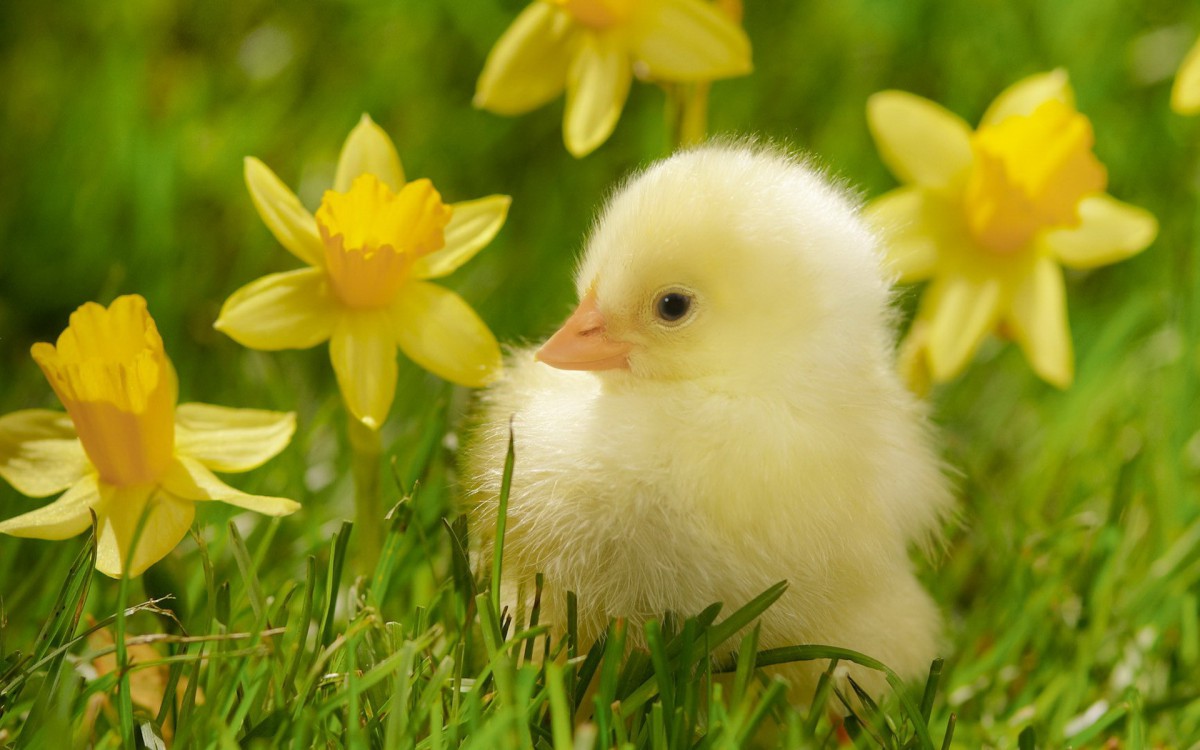 稚嫩可爱的小鸡图片壁纸-动物壁纸-高清动物图片-第10图-娟娟壁纸