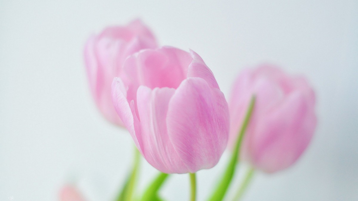 柔美高清的花儿图片壁纸1920