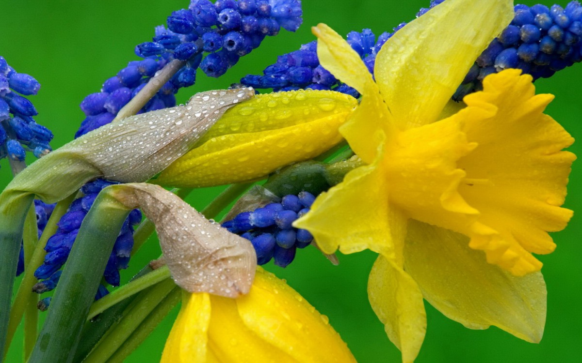 水仙花花语自恋图片壁纸624