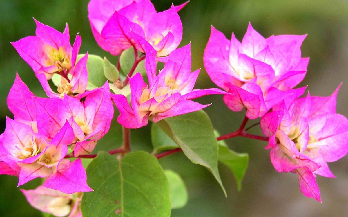 三角梅花卉图片壁纸210