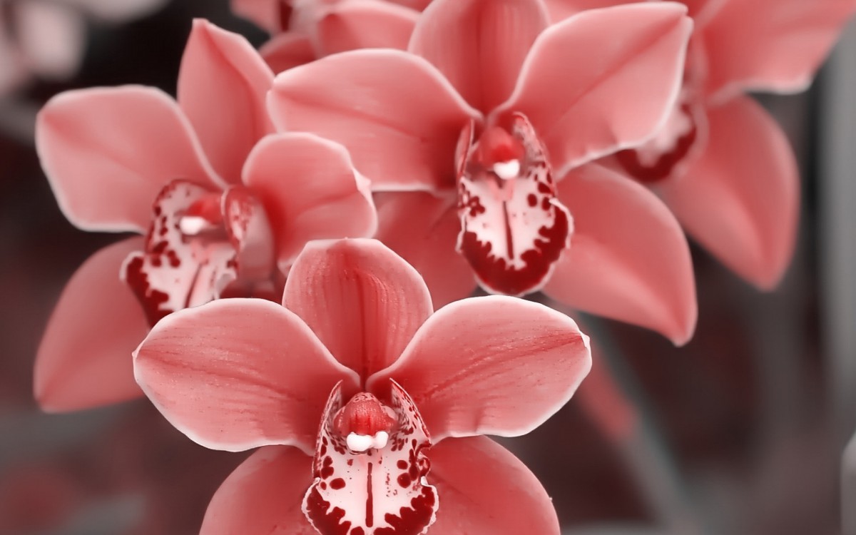 超清花卉特写桌面壁纸1120