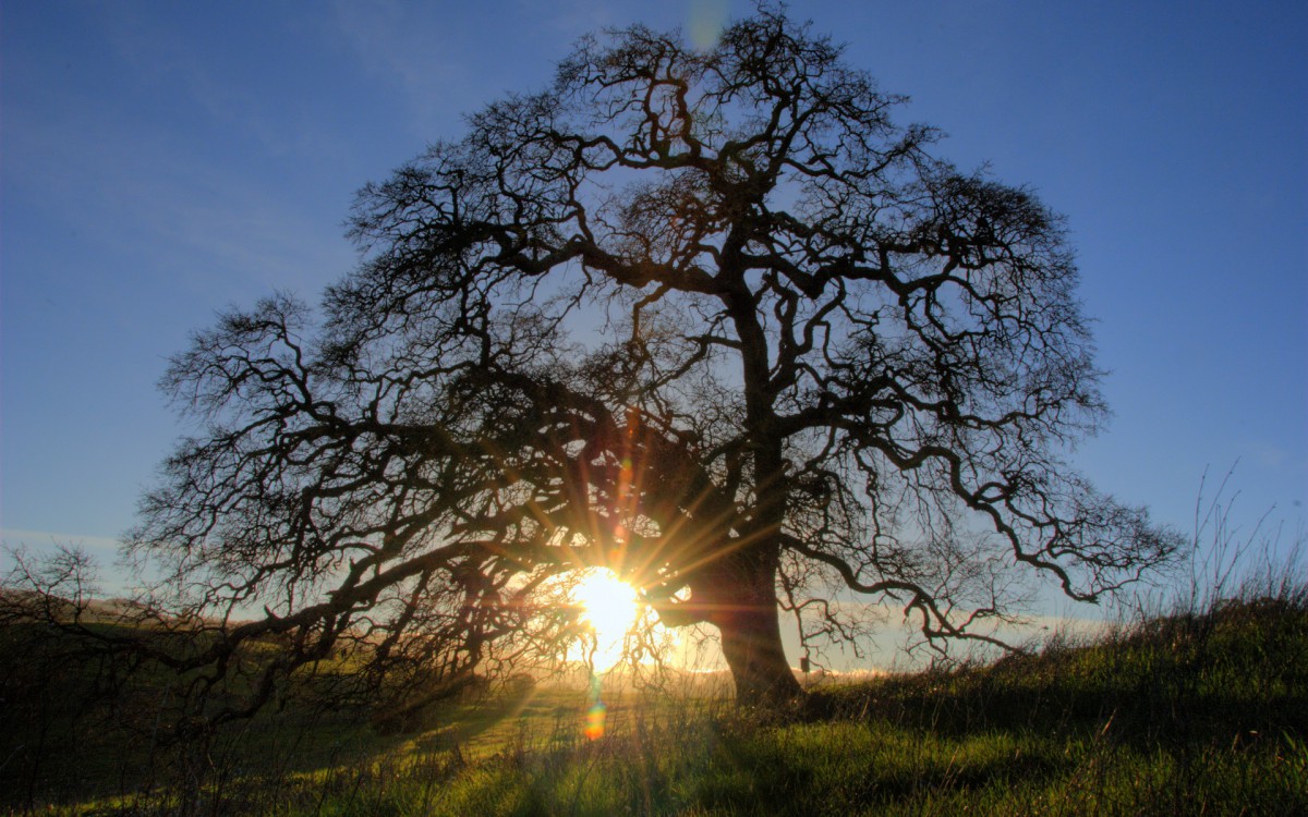 光影中唯美树影壁纸726