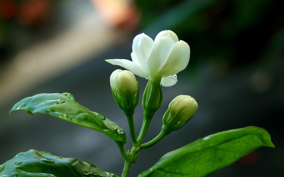 香气浓郁的茉莉花壁纸1120