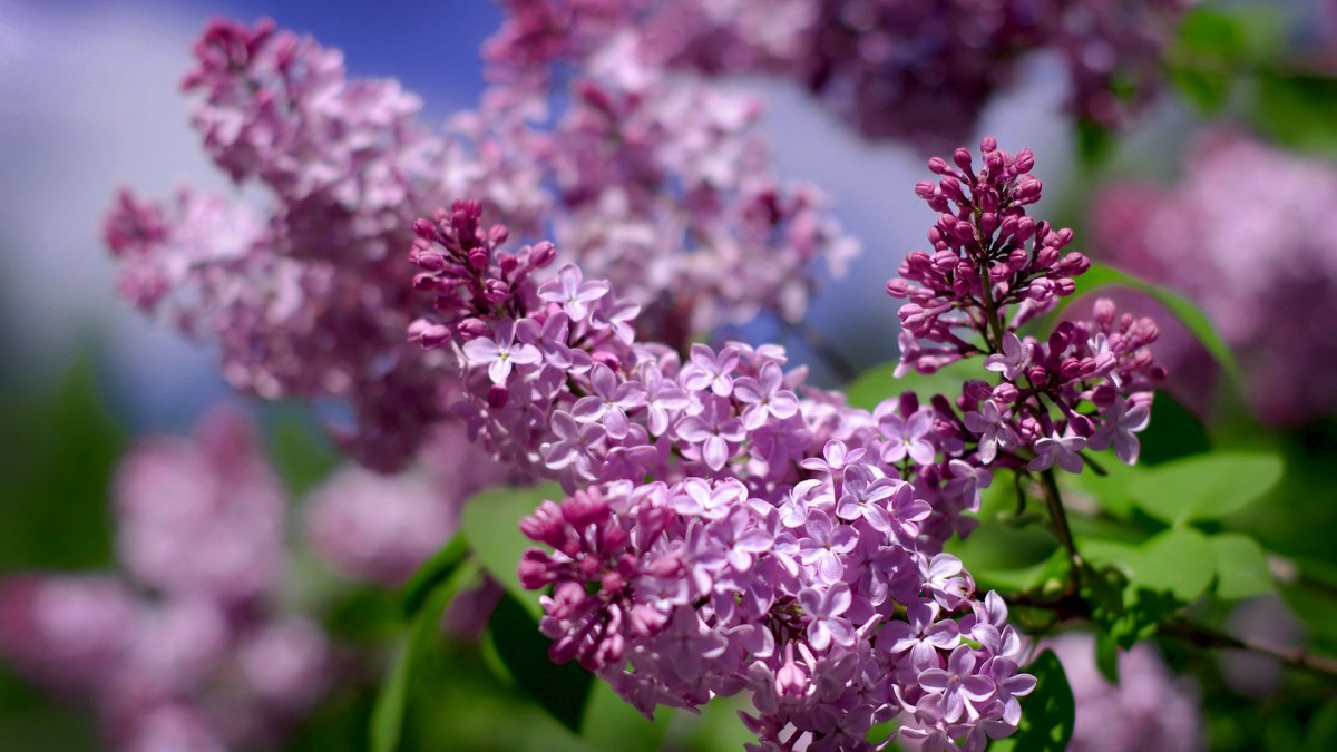 清雅的丁香花图片壁纸1920