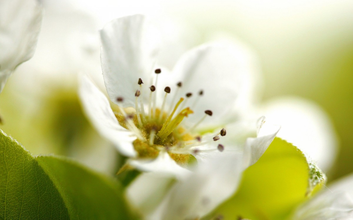 清新苹果花朵桌面壁纸