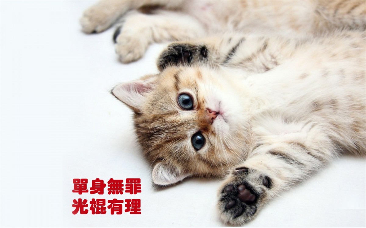 双11光棍节桌面壁纸(9/20)