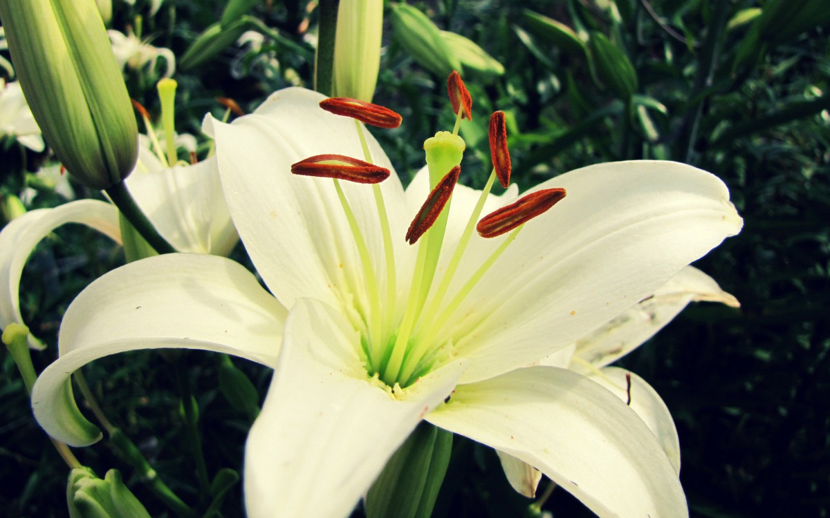 百合花花语经典话语(百合花的花语是什么语)