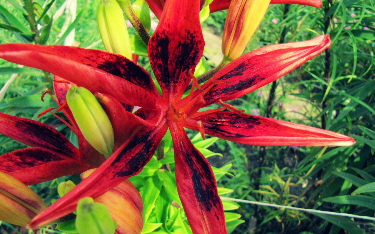 百合花(百年好合)花语壁纸(18/18)