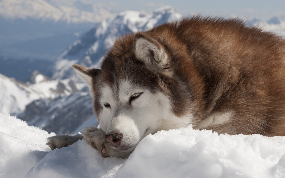 阿拉斯加雪橇犬图片壁纸 第二辑