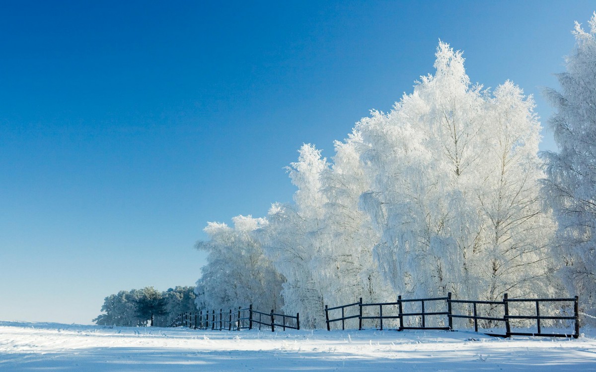 玉树琼枝雪景图片壁纸