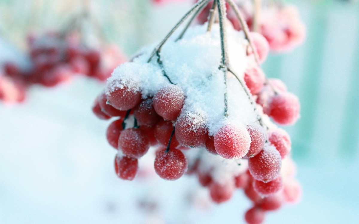冬天成熟的水果有哪些图片
