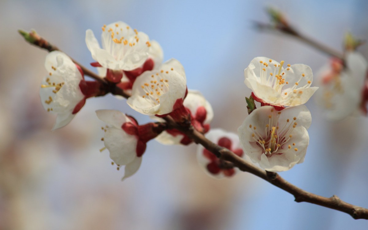 淡雅杏花圖片壁紙1520