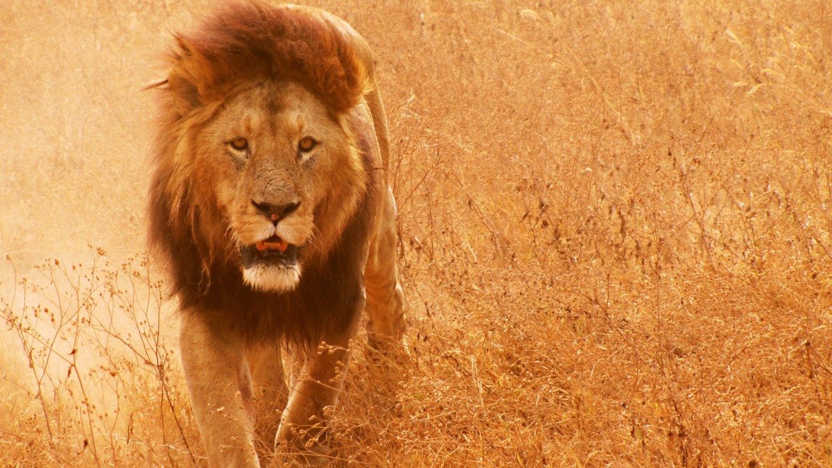 雄狮图片壁纸1920