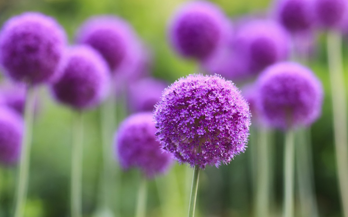 清新葱花图片壁纸120