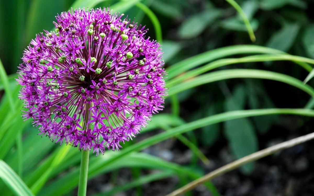 清新葱花图片壁纸520