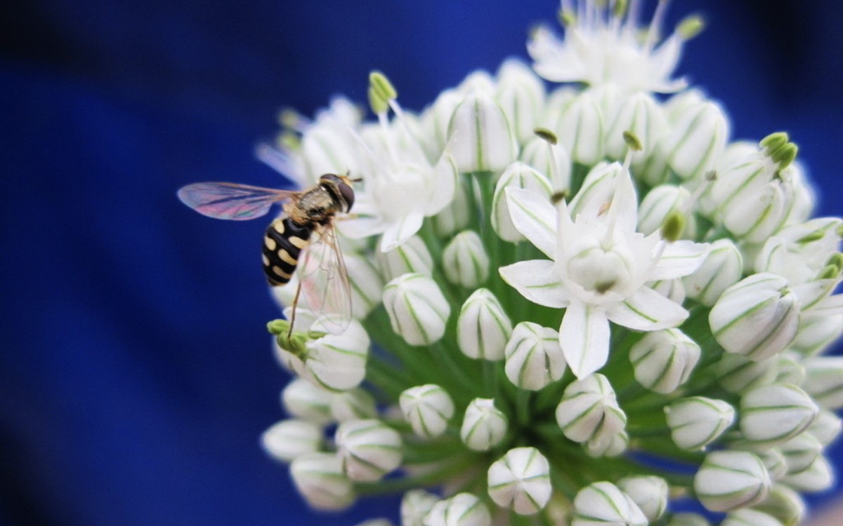 清新葱花图片壁纸720