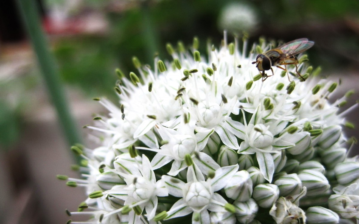 清新葱花图片壁纸920