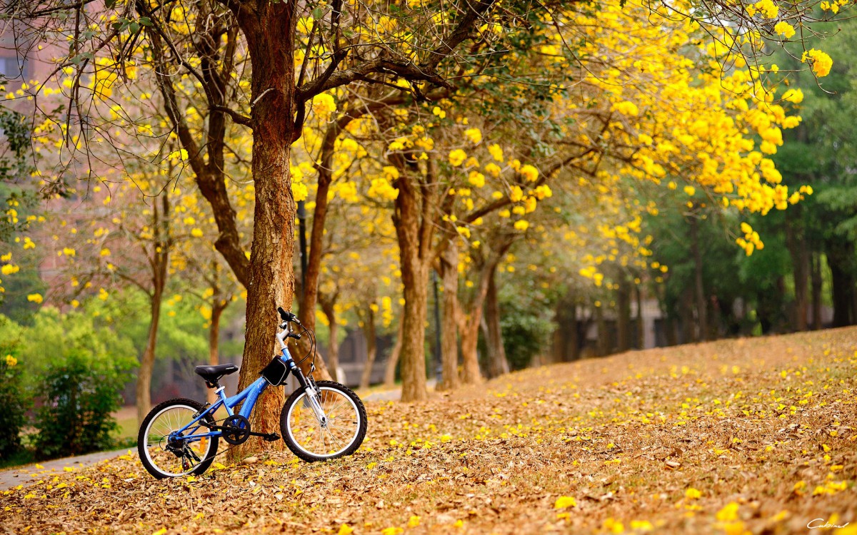 唯美自行车风景壁纸114