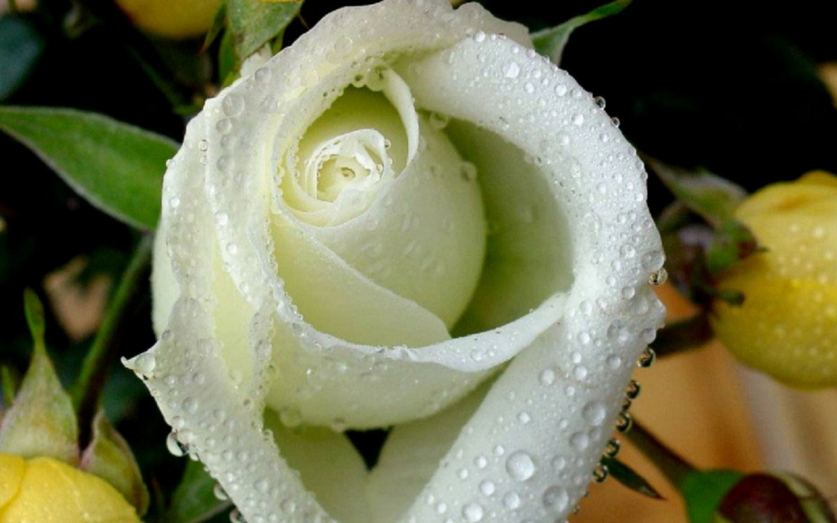 纯洁高贵的白玫瑰壁纸1922