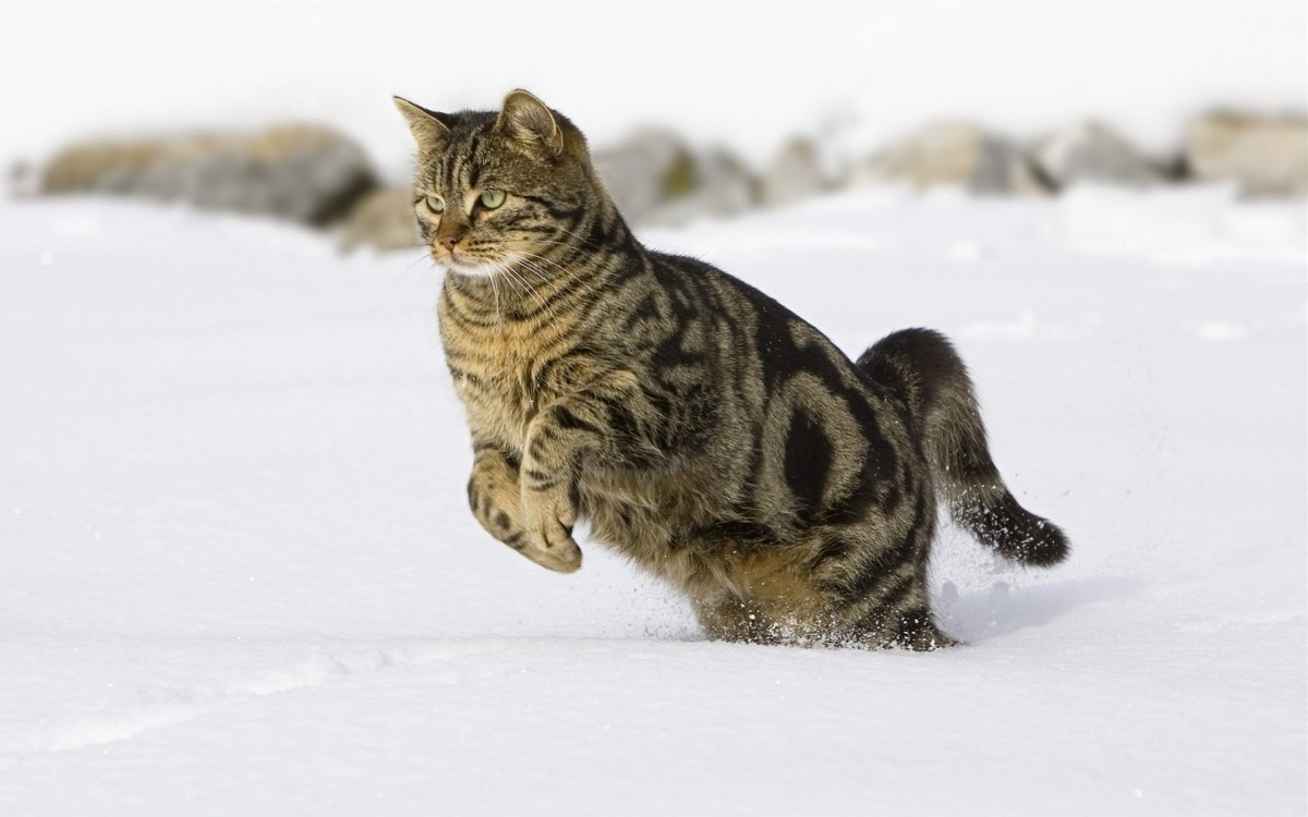 雪地里玩耍的猫咪壁纸(15/24)