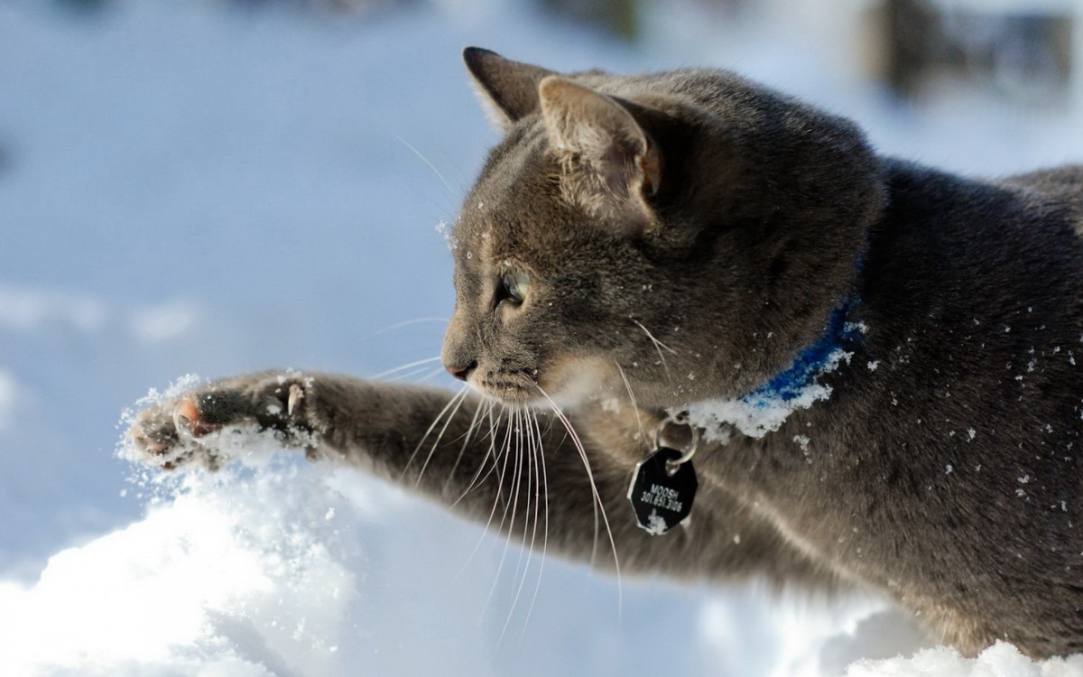 雪地里玩耍的猫咪壁纸1024