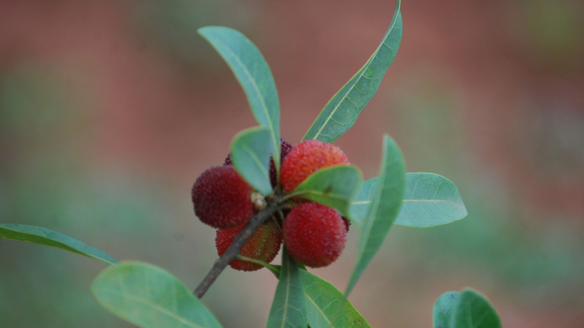 杨梅图片壁纸(13/20)