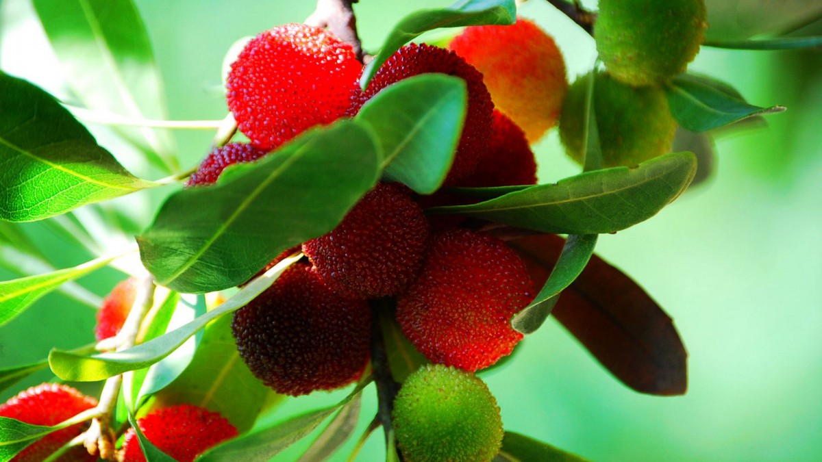 杨梅图片壁纸320