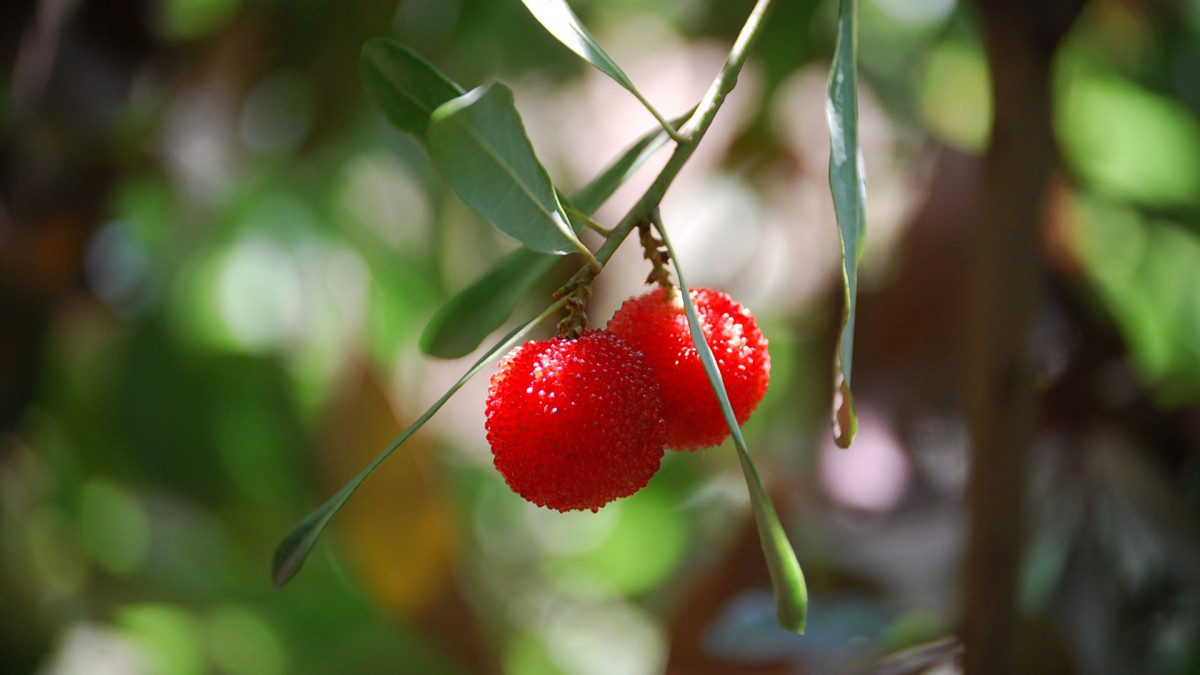 杨梅图片壁纸820