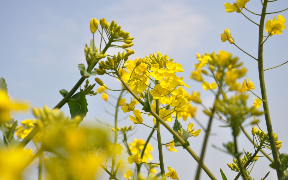 油菜花海风景图片壁纸916