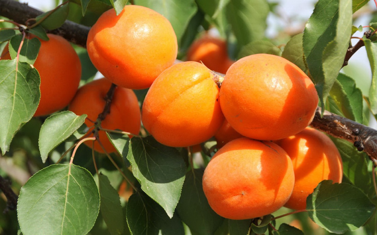 甘甜水嫩的杏子壁纸(15/20)