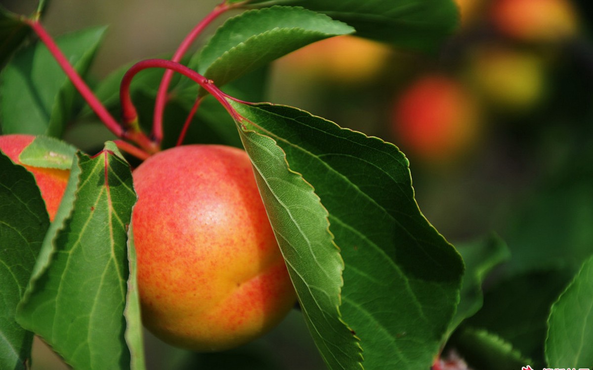 甘甜水嫩的杏子壁纸720