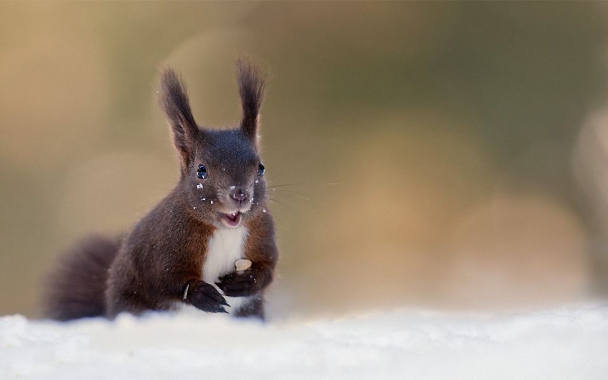冬季雪中可爱的小松鼠